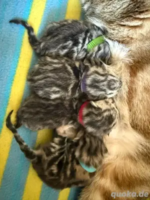 Bkh Tabby Kitten 