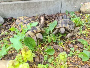 Landschildkröten NZ 2018