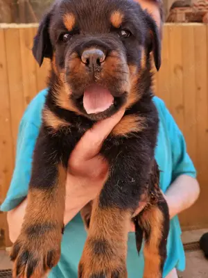 Rottweilerwelpen