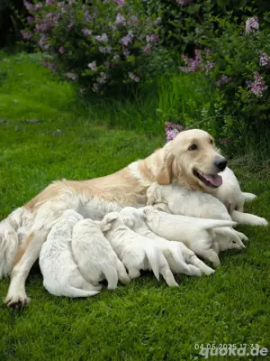 Golden Retriever Welpen 