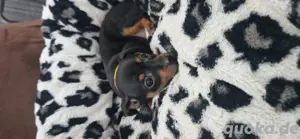 Hallo Verkaufe 1 wunder schöne zwergpinscher welpen 