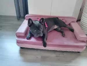 Französische Bulldogge