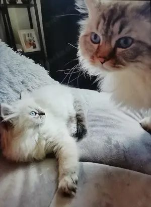 Deckkater Britisch Langhaar, mit schöne blauen Augen, geimpft mit großen Erfahrung und Geduld  Bild 2