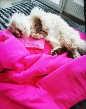 Deckkater Britisch Langhaar, mit schöne blauen Augen, geimpft mit großen Erfahrung und Geduld  Bild 4
