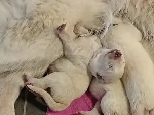 Weisse schweizer Schäferhundwelpen