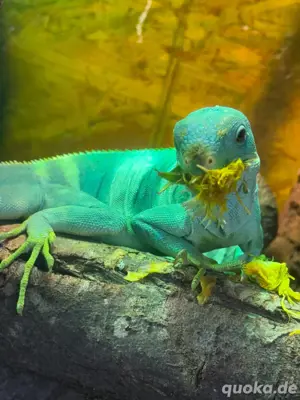 leguan mänlich 