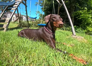 Reinrassige Dobermann Welpen
