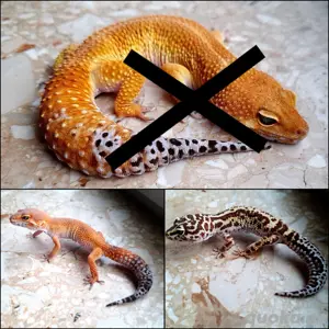 leopardgeckos (nur noch 2)