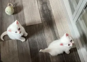 Einzigartige Kitten Khao Manee -Maine Coone- Karhäuser Mix ab 150  