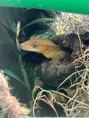 1.0 Kronengecko Dalmatiner C. ciliatus