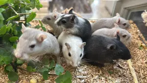 Wüstenrennmaus Gerbil
