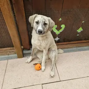 Fee, 1 Jahr, 50 cm, verspielt, lauffreudig