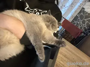 Perser Katze