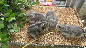 Dsungarische Zwerghamster männlich