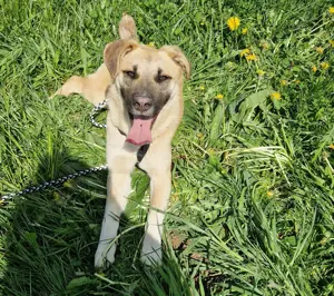 Saby, 1 Jahr, 55 cm, hundeverträglich, sanftmütig