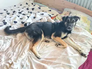Merle, Schäfimix, 8 Monate, hundeverträglich