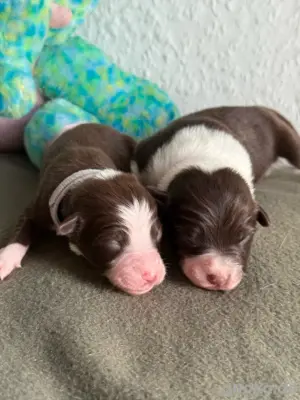 Border Collie Welpen aus liebevoller Hobbyzucht