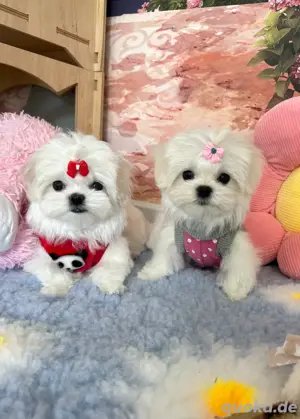  Malteser welpen koreanische typ Mädchen