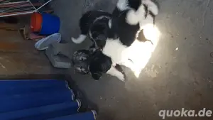 Berner Sennenhund mix.