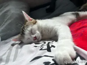 katze & kater kitten 
