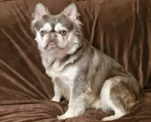 Französische Bulldogge Deckrüde 