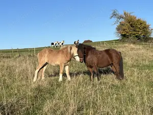 Isländer , Hengst , 2 Jahre, volle Papiere
