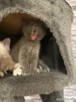 BKH baby Katzen 