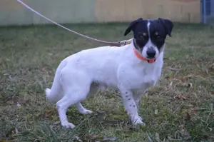 LANY, Jack Russel Terrier Mix ***Notfellchen*** (kastriert) SGB 290,00   