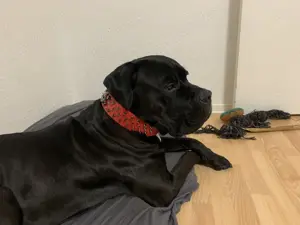 Reinrassiger Cane Corso Bild 2