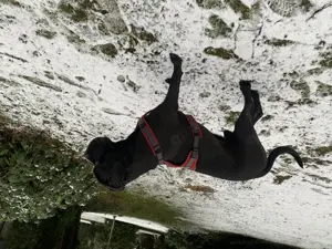 Reinrassiger Cane Corso Bild 3