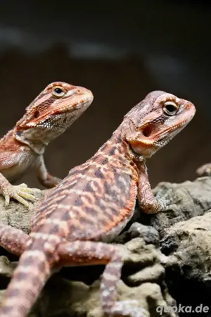Bartagame - Pogona vitticeps 2025 ab 50  von Classic über Zero bis Red Monster