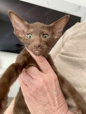 Orientalische Kurzhaar Kitten 