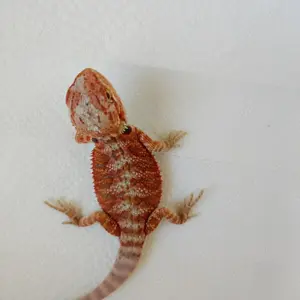 Bartagame 