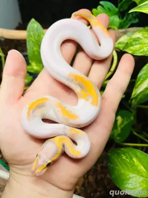 Königspython 1.0 Leopard Banana Pied 2025
