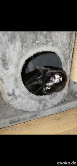 Katzen Kitten  Bild 3