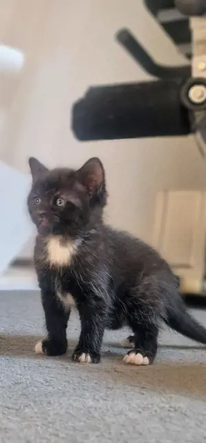 Katzen Kitten  Bild 5