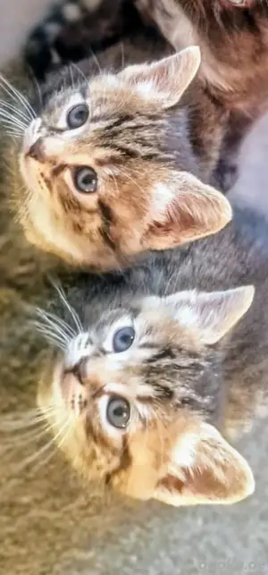 Katzen Kitten  Bild 4