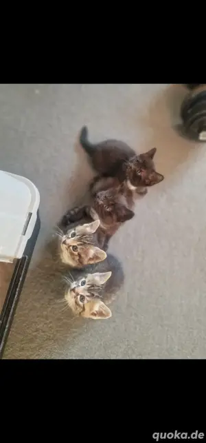 Katzen Kitten 