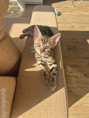 Bengal Kitten    reinrassig   ohne Stammbaum und Papiere  