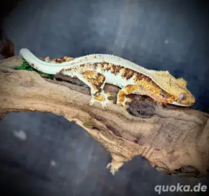 Kronengecko -poss. 1.0 Lilly White Tricolor