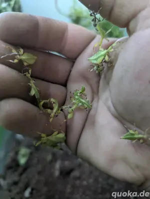 Phyllium philippinicum