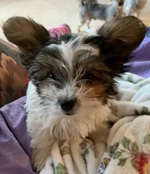 Biewer Yorkshire Terrier 
