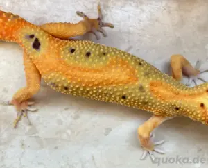 Leopardgecko Weibchen Clown p.h Raptor