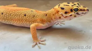 Leopardgecko Weibchen Clown p.h Raptor