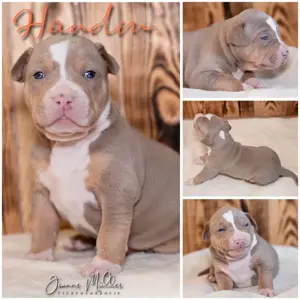 American Bully XL Welpen