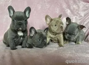 Französische Bulldogge welpen