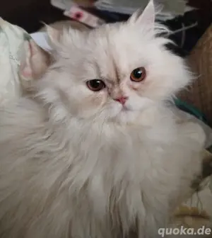 Perser Baby Choupette sucht liebe Menschen  Bild 4
