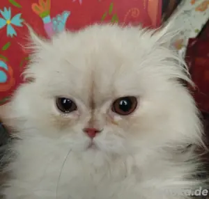Perser Baby Choupette sucht liebe Menschen  Bild 3