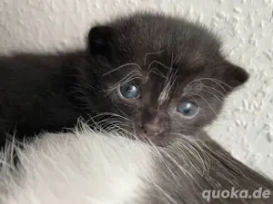 Babykatzen weiblich 