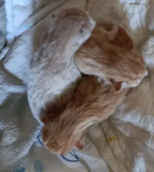 Katzenbabys zu verkaufen 